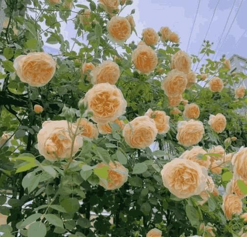 RoseClimb™ Blooms Seeds
