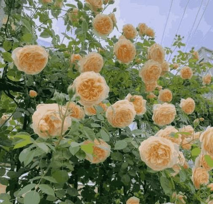 RoseClimb™ Blooms Seeds