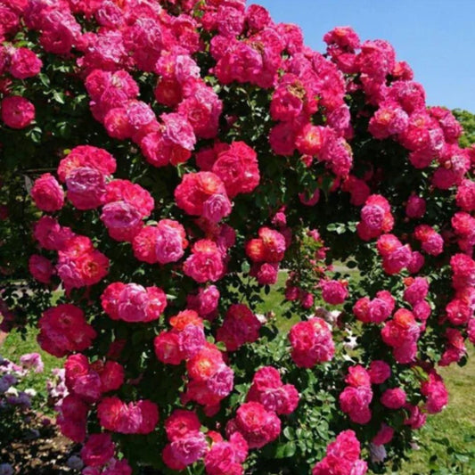 RoseClimb™ Blooms Seeds